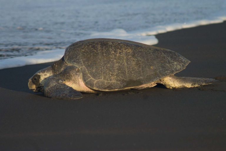 Tortugas lora anidando